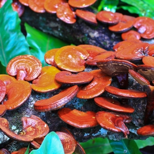L&#039;importanza dei funghi nella pratica naturopatica